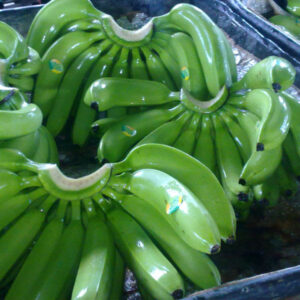 Fresh Green Cavendish Banana